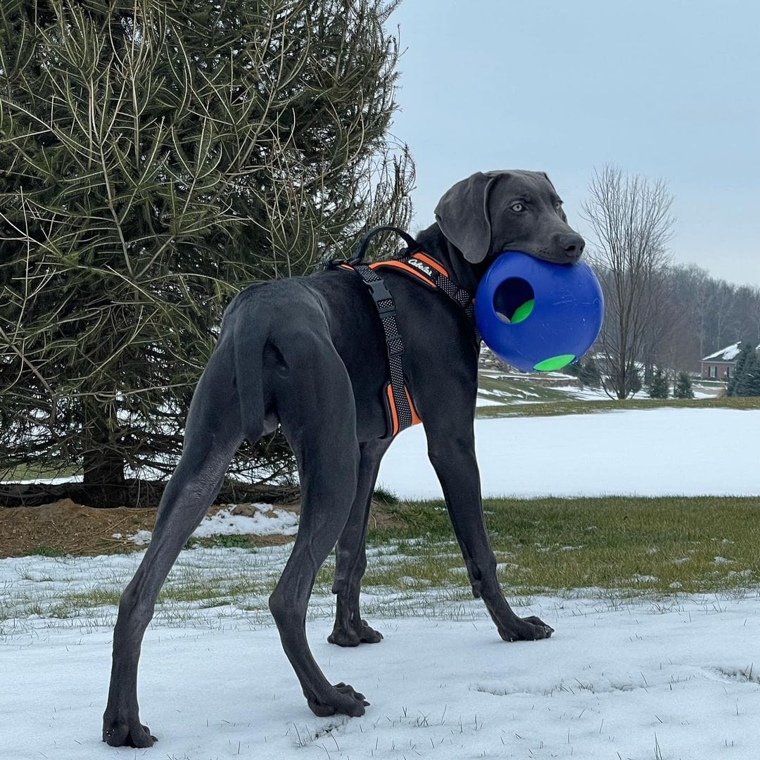 Teaser Ball-Rover Pet Products