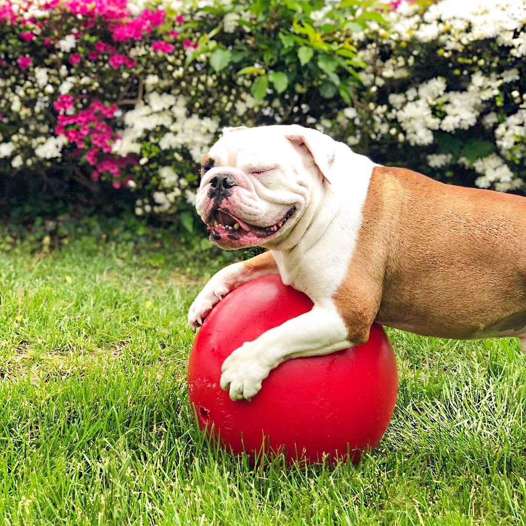 Push-n-Play-Rover Pet Products