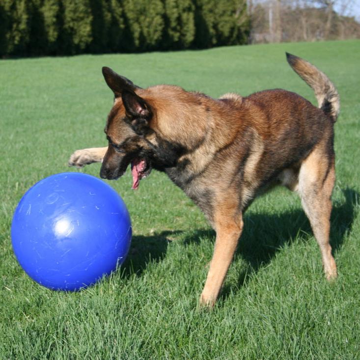 Push-n-Play-Rover Pet Products