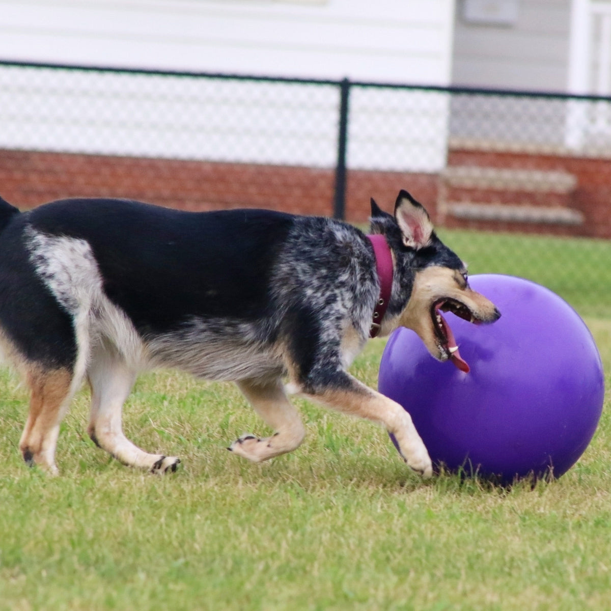 Push-n-Play-Rover Pet Products