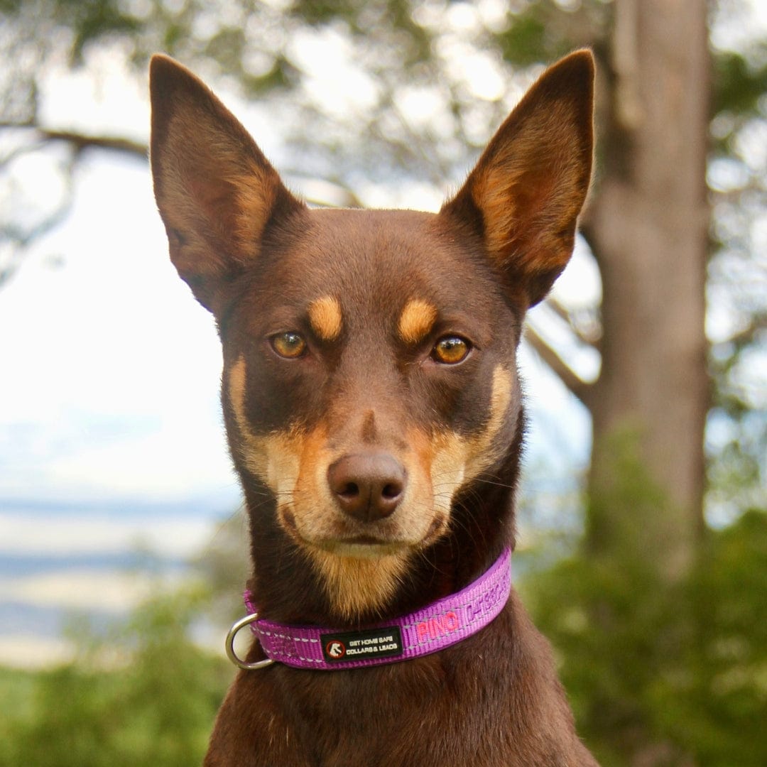 Aqua Dog-Dog Collar-Rover Pet Products