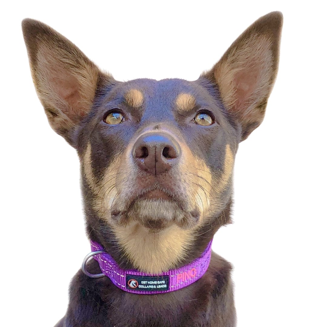 Aqua Dog-Dog Collar-Rover Pet Products
