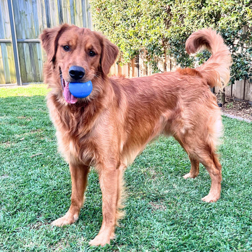 Squeak Ball (Chew & Retrieval Toy)-Dog Toy-Rover Pet Products