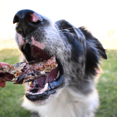Kangaroo Trachea Dog Chew – Lean Aussie Dental Treat