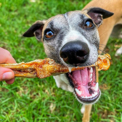 Crocodile Leg Bone Chew – Aussie Meaty & Hypoallergenic Treat