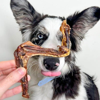 Duck Wings Chew – Aussie Lean & Dental Support