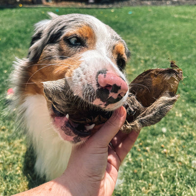 Kangaroo Ear Chew Fur‑On – Aussie Dental & Gut Treat