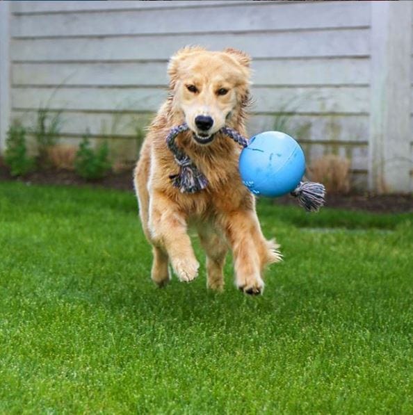 Romp-n-Roll-Rover Pet Products
