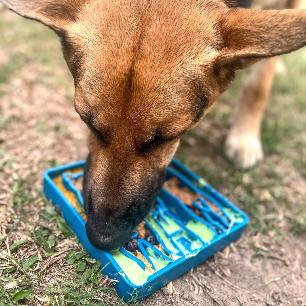 Waiting Slowfeeder eTray-Slow Feeder-Rover Pet Products