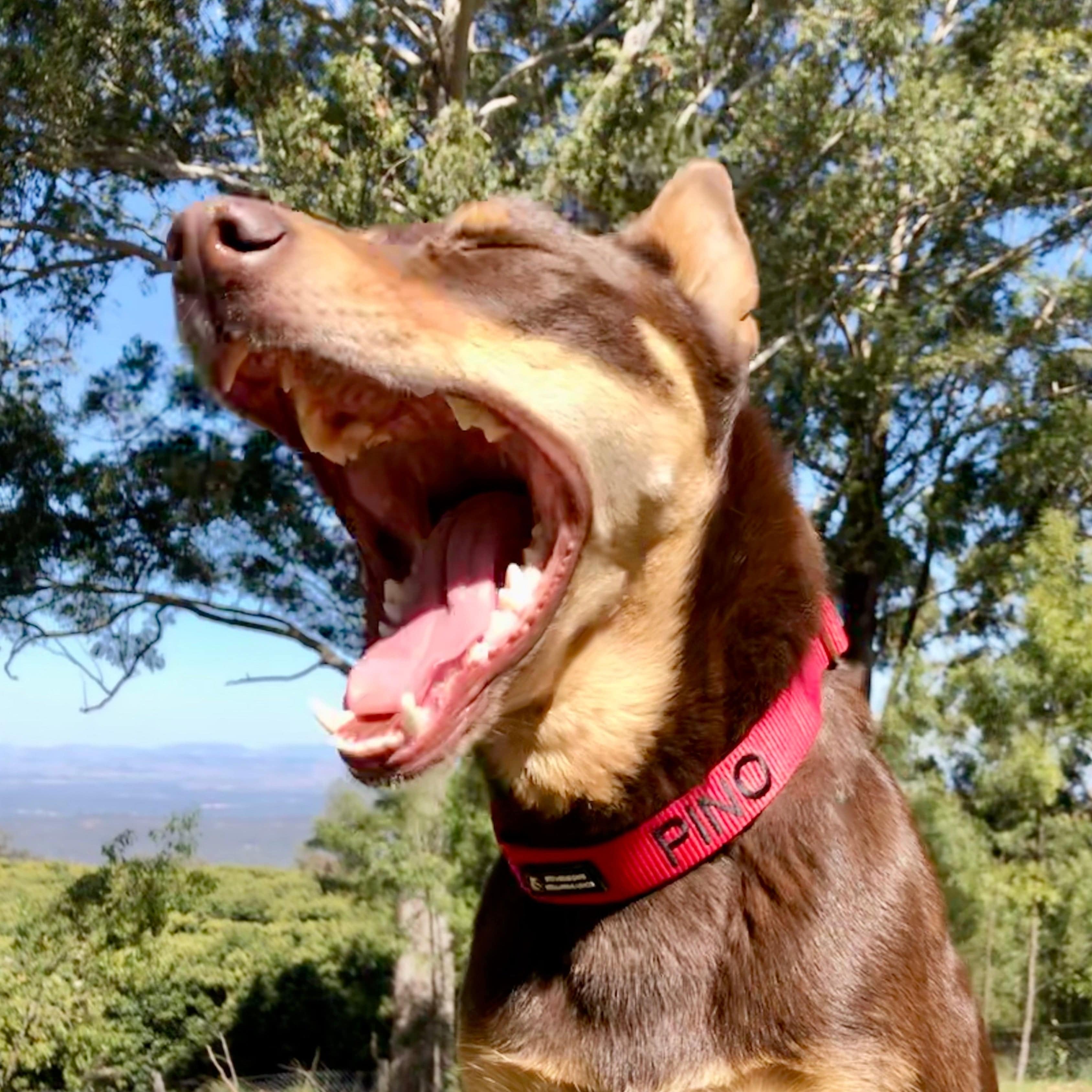 Slip on Martingale-Dog Collar-Rover Pet Products