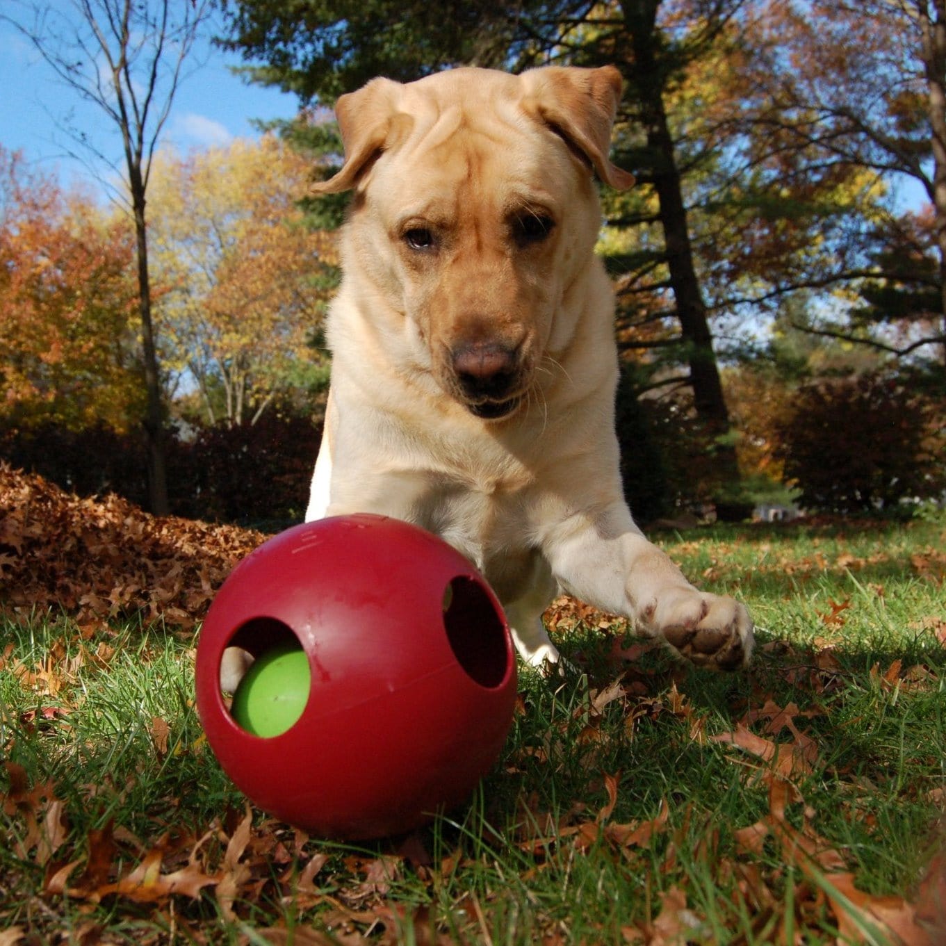 Teaser Ball-Rover Pet Products