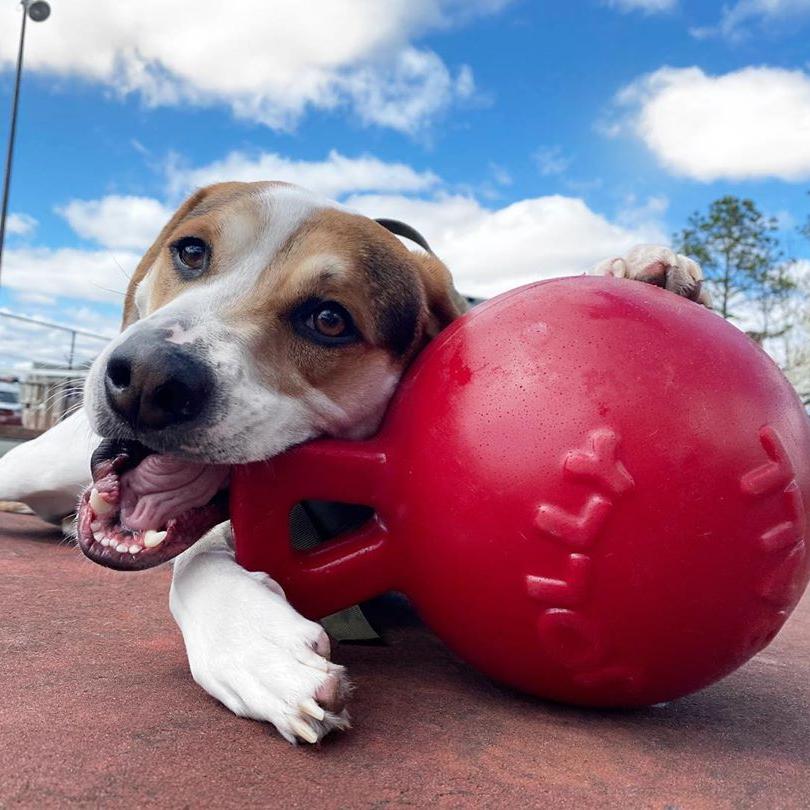 Tug-n-Toss-Rover Pet Products