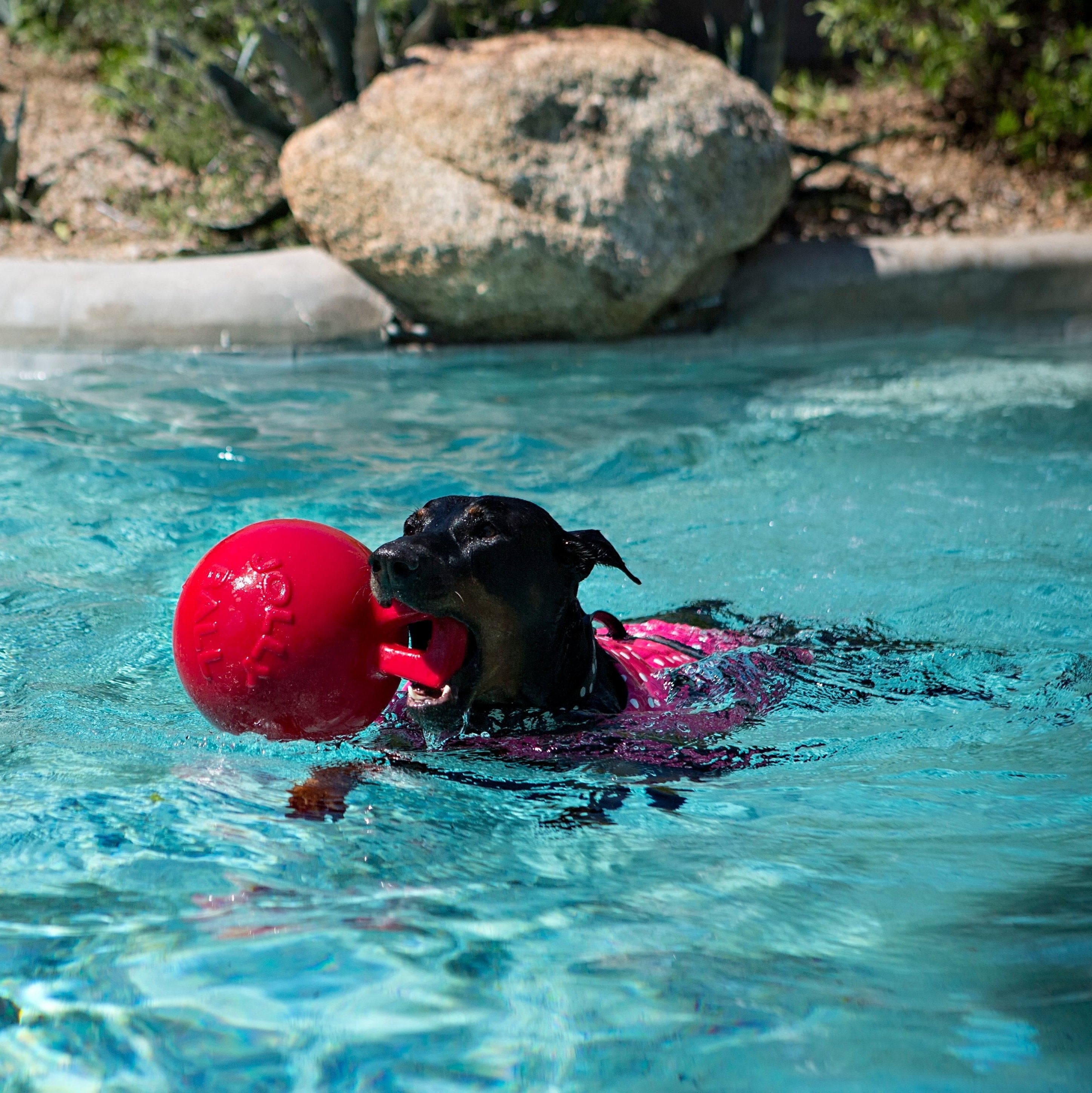 Tug-n-Toss-Rover Pet Products