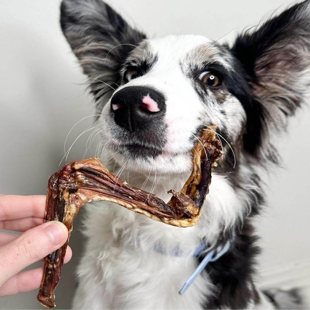 Up The Duck - Duck Wings-Dog Treat-Rover Pet Products