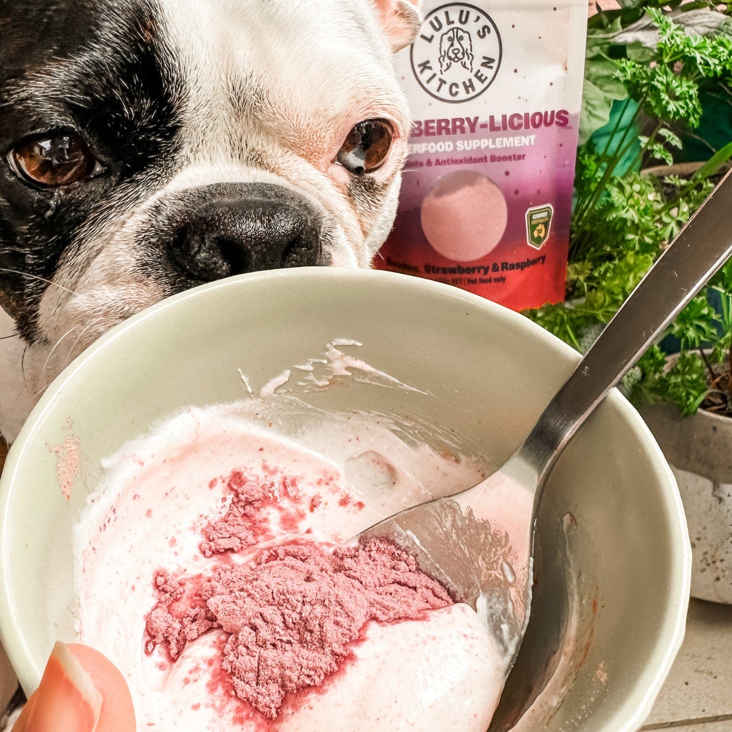 Very-Berry-Licious - Joints & Antioxidant Booster-Rover Pet Products