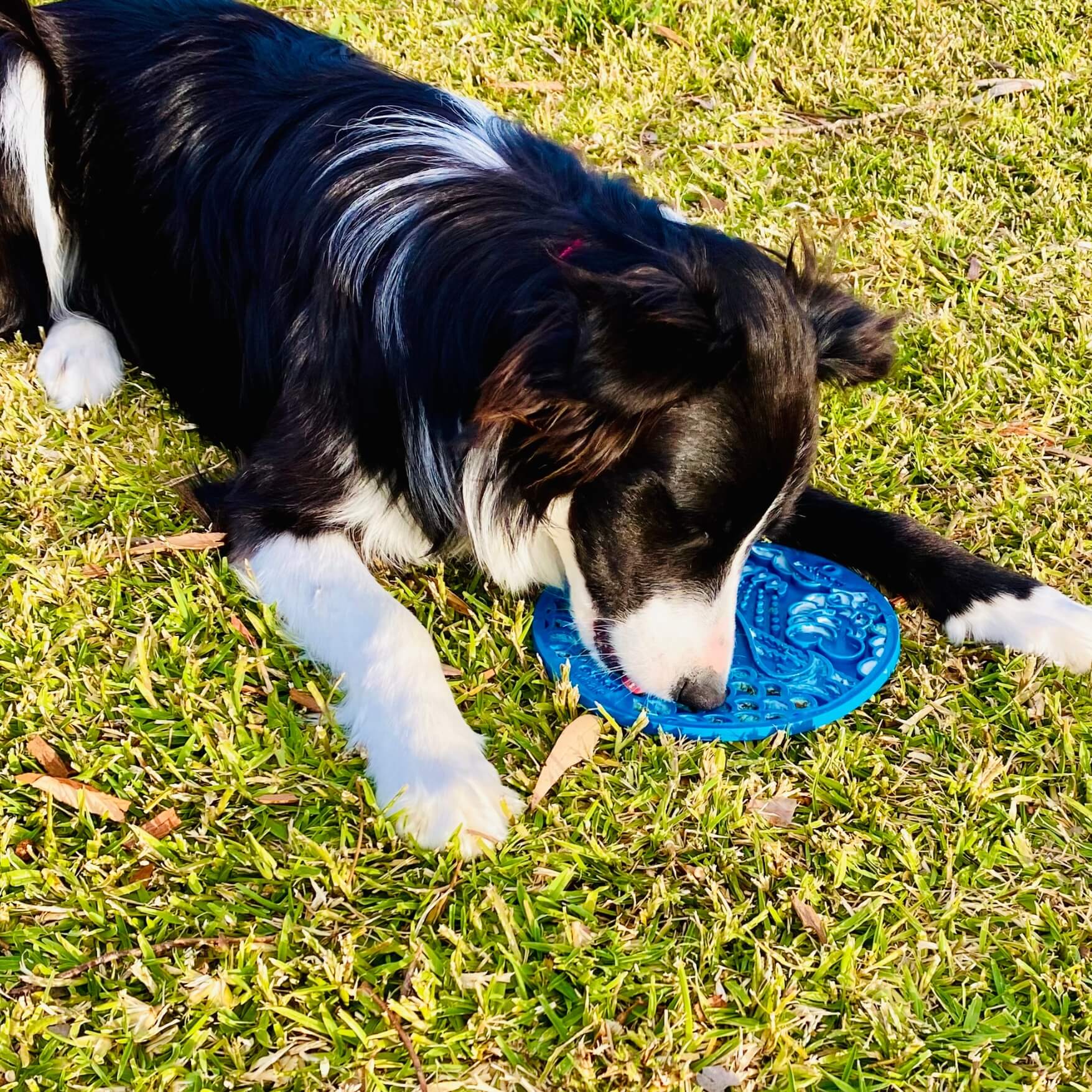 Whale eMat Enrichment Lick Mat-Slow Feeder-Rover Pet Products