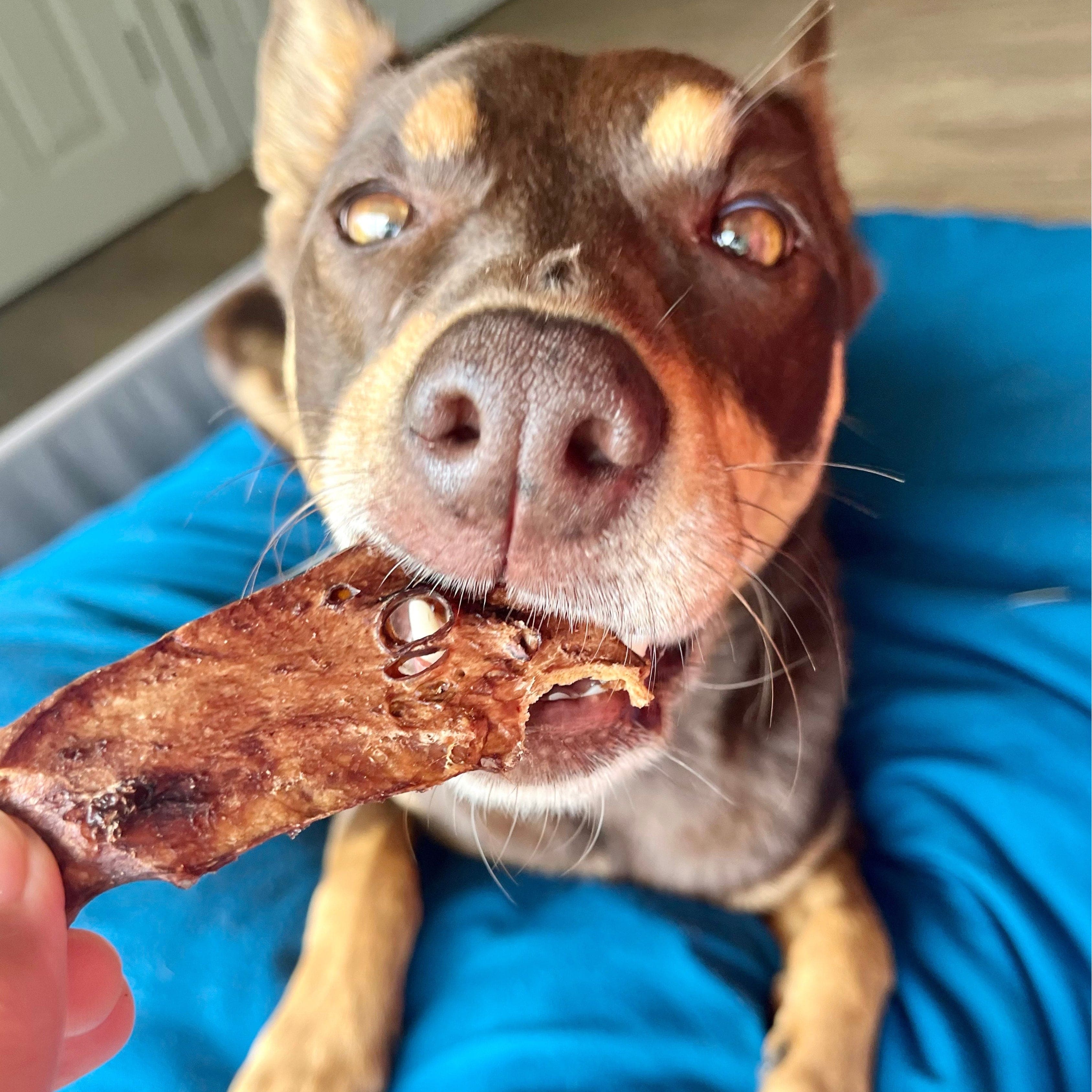 Worth Snorting Over - Pork Crisps-Dog Treat-Rover Pet Products