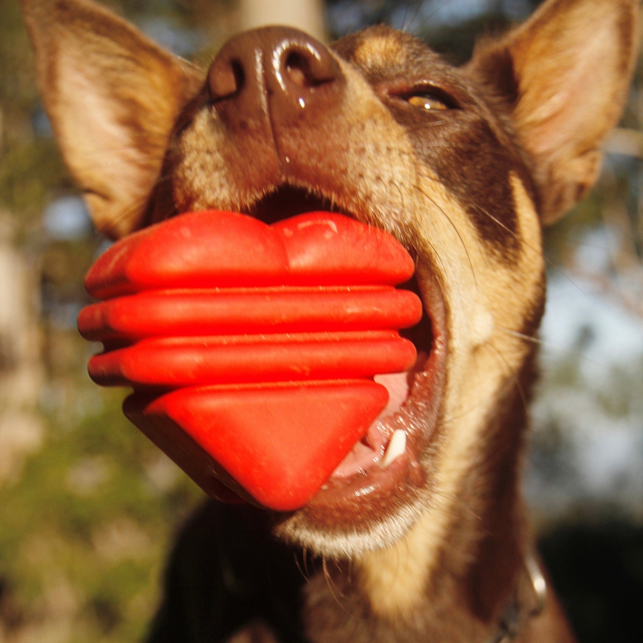Heart On A String-Dog Toy-Rover Pet Products