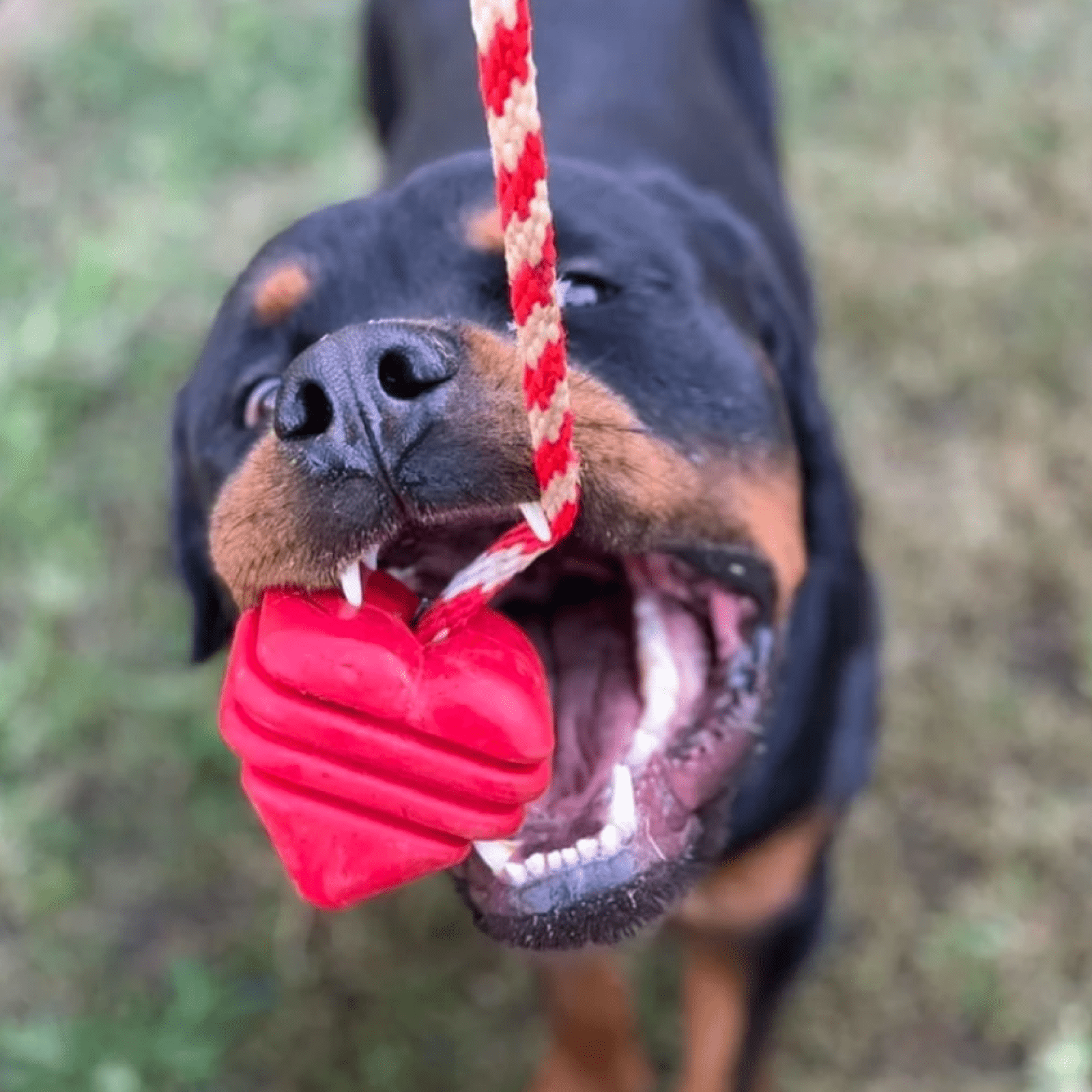 Heart On A String-Dog Toy-Rover Pet Products