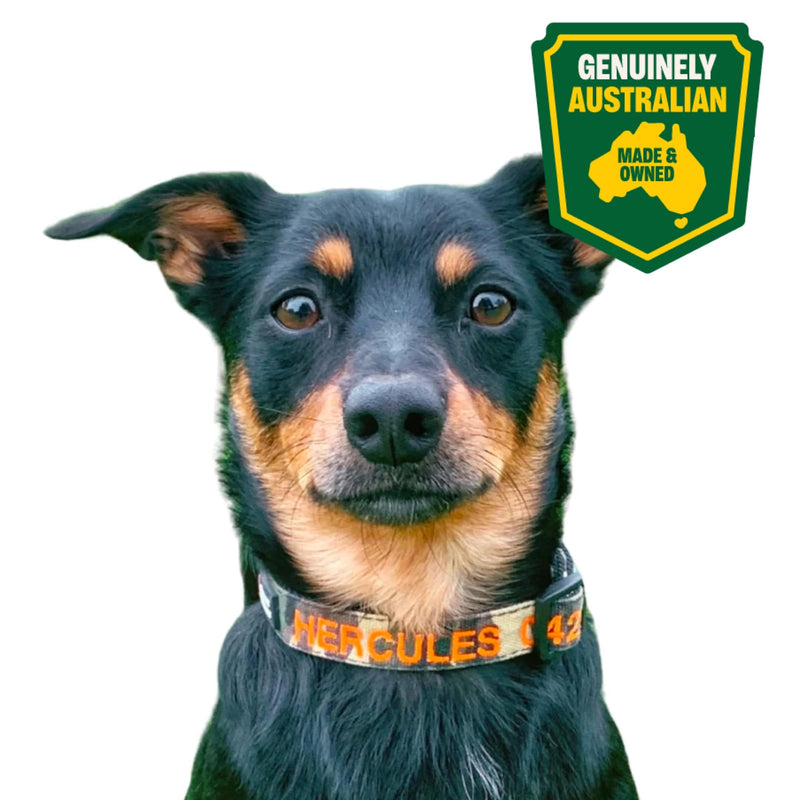 Australia's Best Online Pet Supplies Store Rover Pet Products