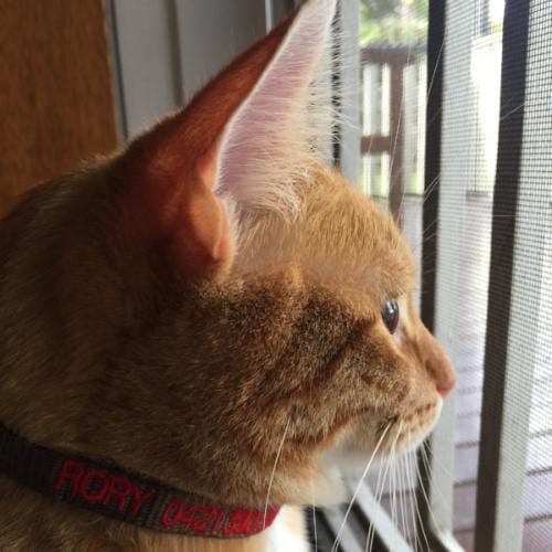 Cat Collars-Unclassified-Rover Pet Products