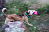 Soft Teething Puppy Bottle Top Flyer from Rover Pet Products and Sodapup Dog Toys