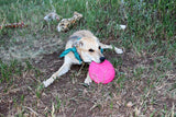 Soft Flying Frisbee Puppy Bottle Top Flyer from Rover Pet Products
