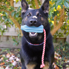 Rocket Pop Dental and Retrieving Toy