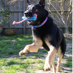 Rocket Pop Dental and Retrieving Toy