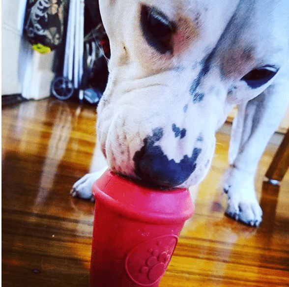 Latex Coffee Cup and Chew Toy from Rover Pet Products and Sodapup Dog Toys