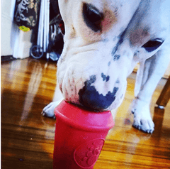 Latex Coffee Cup and Chew Toy from Rover Pet Products and Sodapup Dog Toys