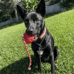 Stars and stripes chew and reward retrieval dog toy