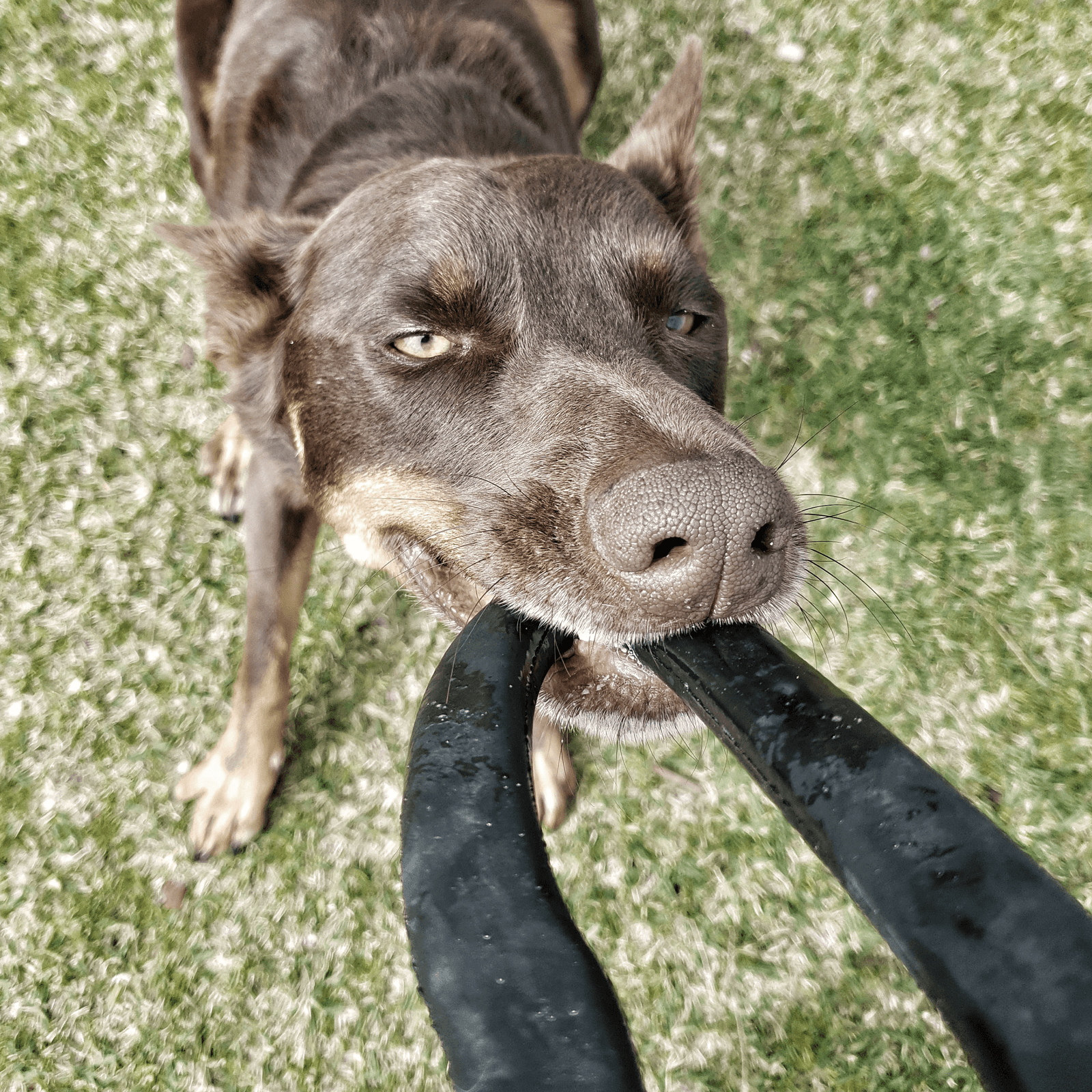 Anchor Shackle Tug Toy-Dog Toy-Rover Pet Products