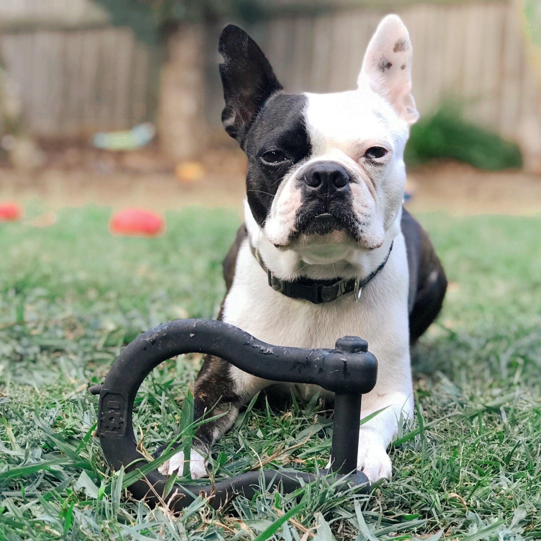 Anchor Shackle Tug Toy-Dog Toy-Rover Pet Products