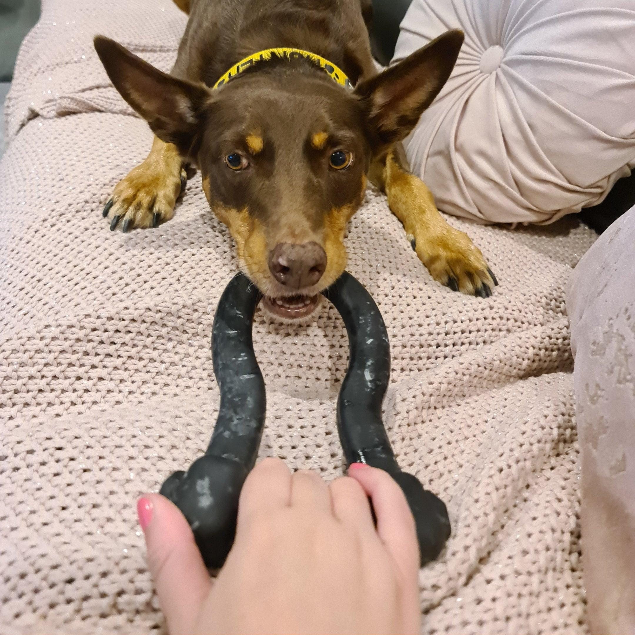 Anchor Shackle Tug Toy-Dog Toy-Rover Pet Products