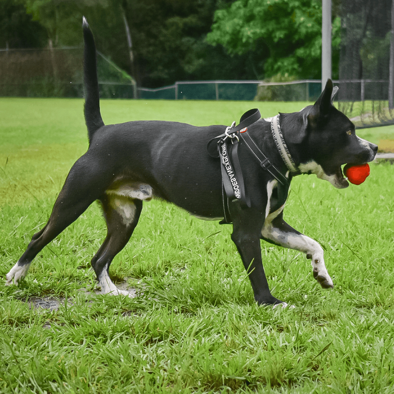 Asteroid (Power Chewers)-Chew Toy-Rover Pet Products