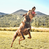 Asteroid (Power Chewers)-Chew Toy-Rover Pet Products
