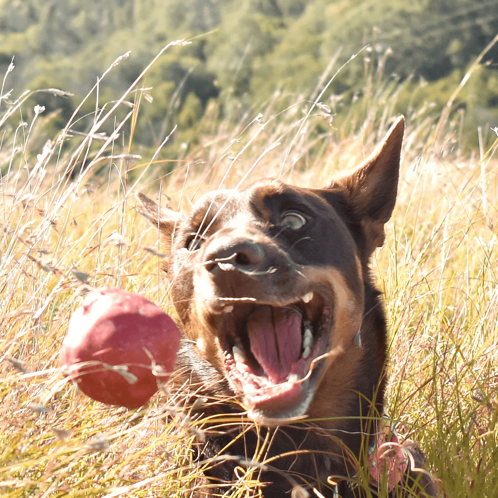 Asteroid (Power Chewers)-Chew Toy-Rover Pet Products