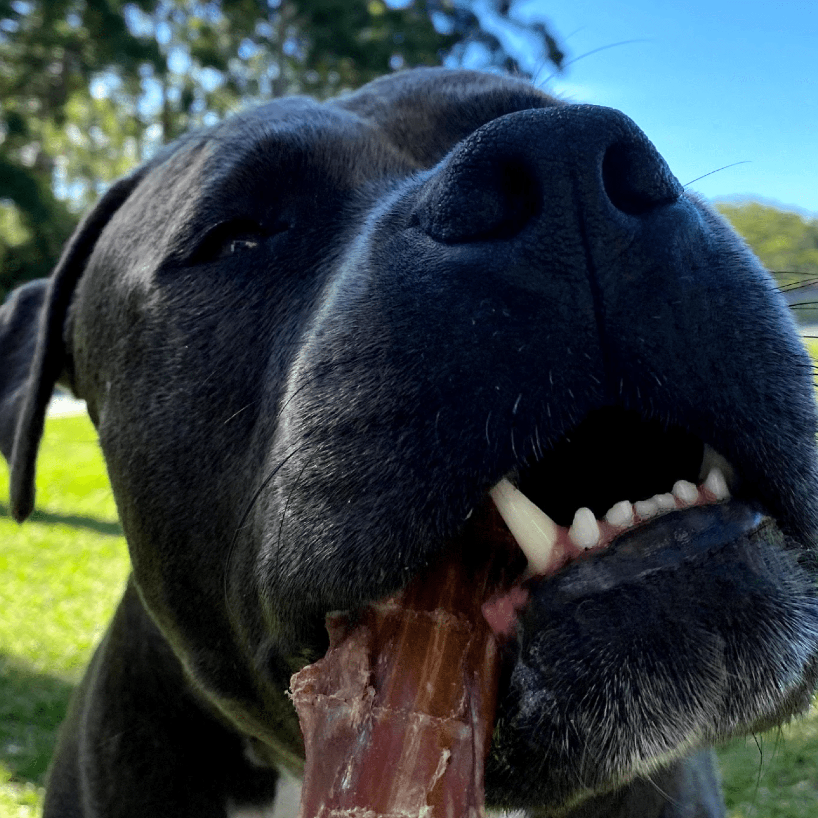 Bite Me! - Bully Bites-Dog Treat-Rover Pet Products