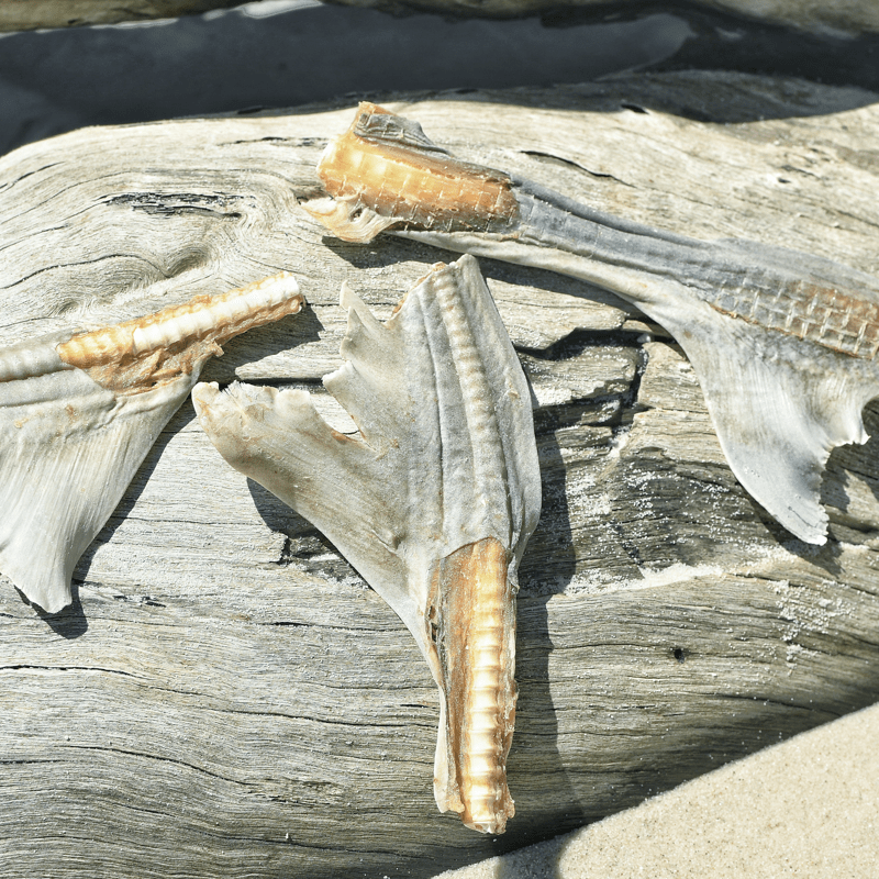 Blade Runner - Shark Blade-Dog Treat-Rover Pet Products