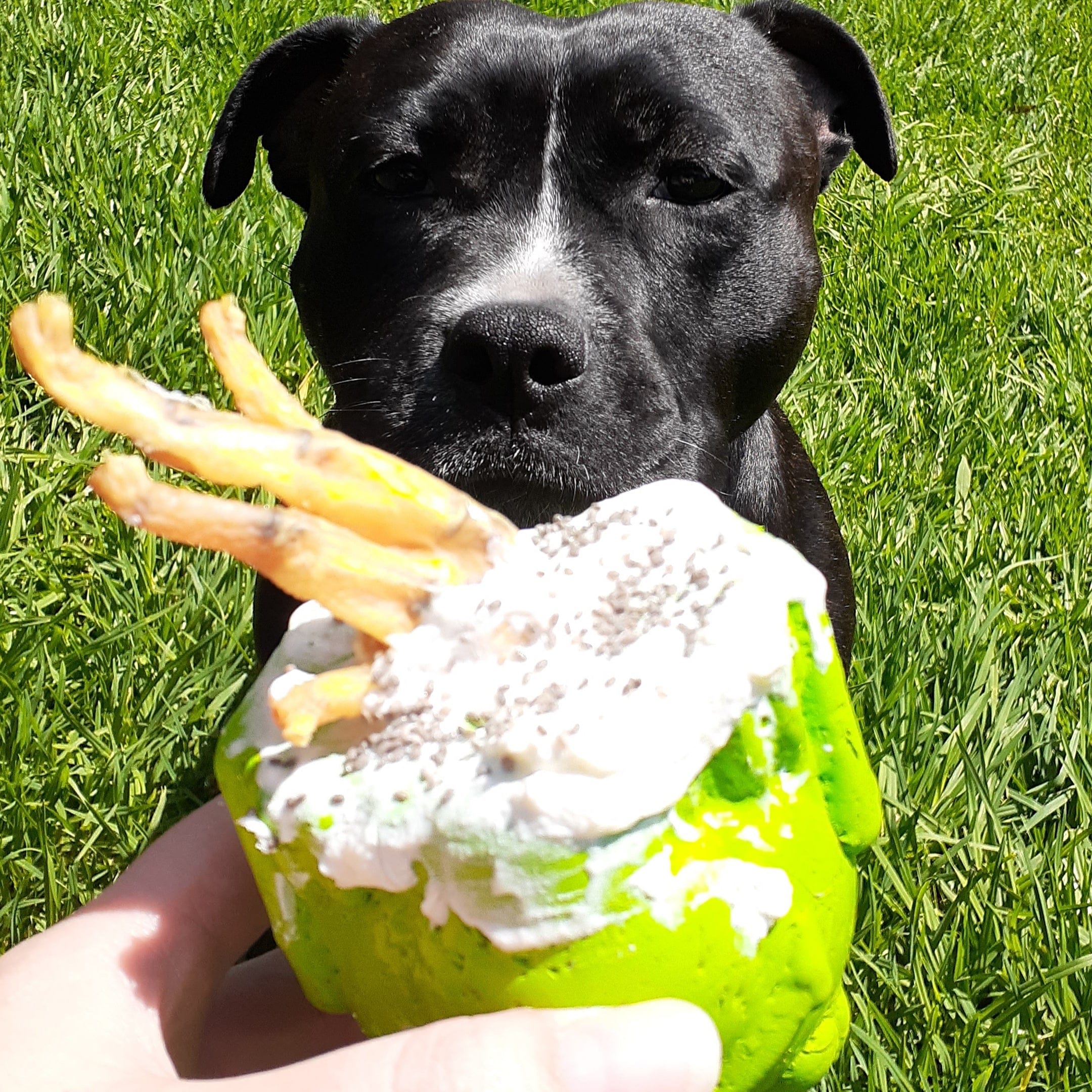 Bullfrog-Dog Toy-Rover Pet Products