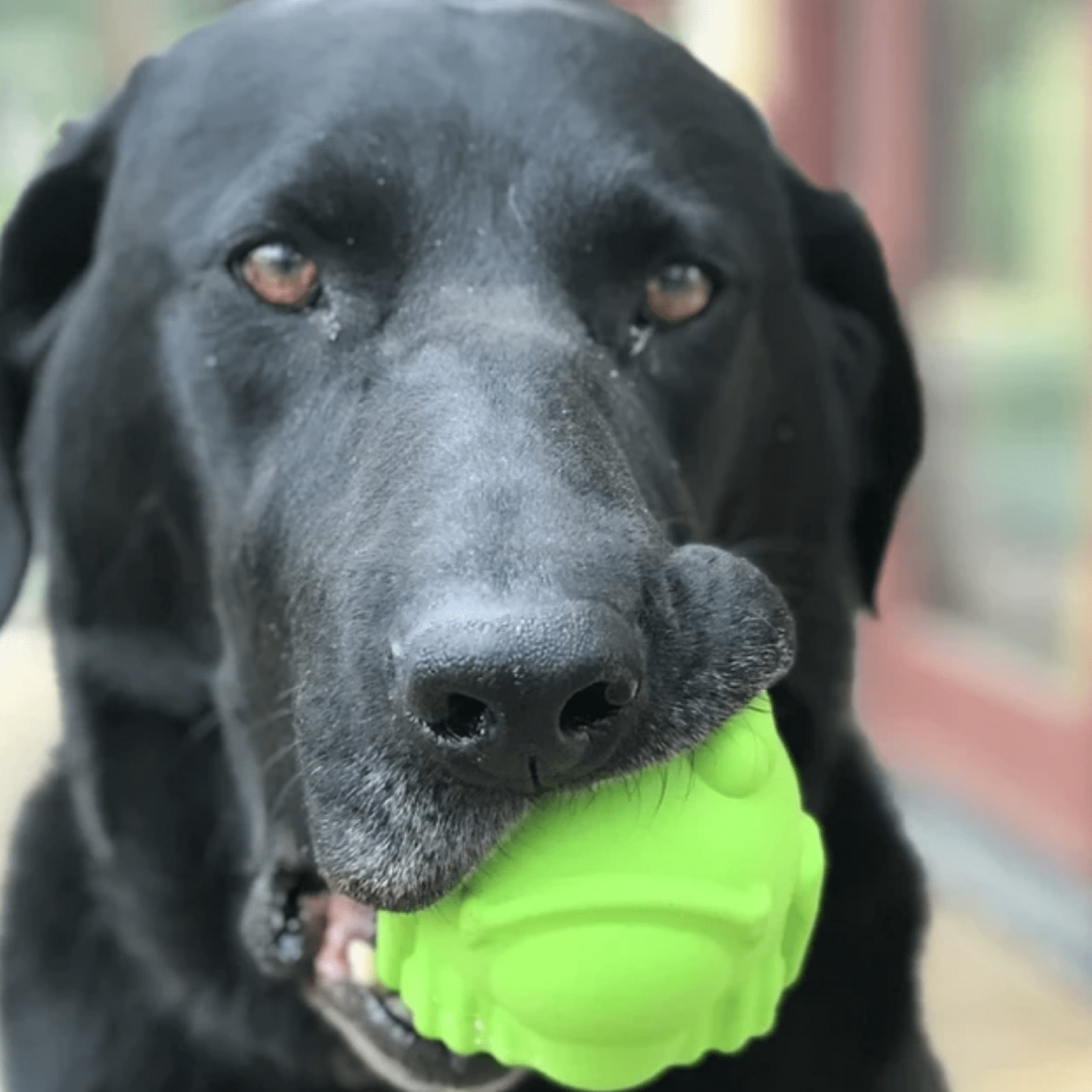 Bullfrog-Dog Toy-Rover Pet Products