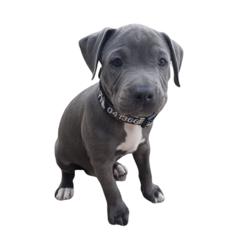 Camouflage-Dog Collar-Rover Pet Products