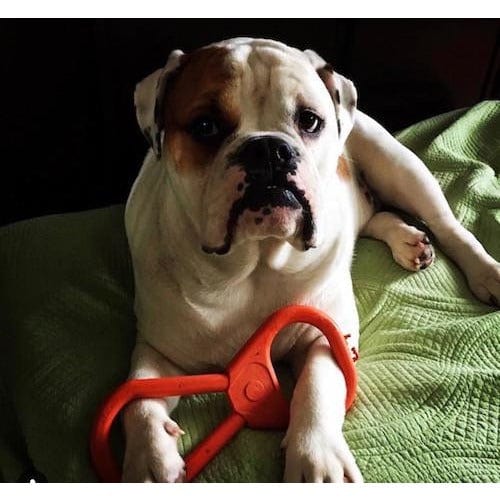 Can Opener Tug Toy-Dog Toy-Rover Pet Products