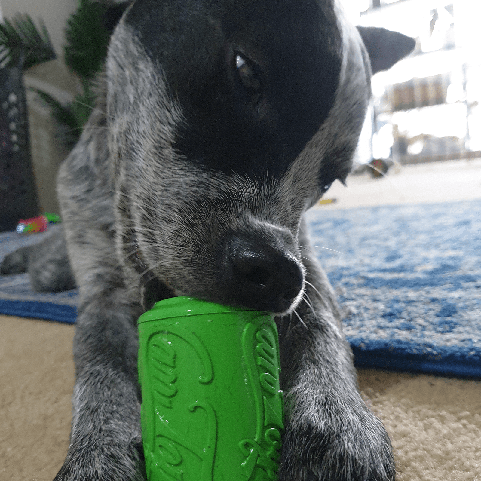 Can Toy-Dog Toy-Rover Pet Products