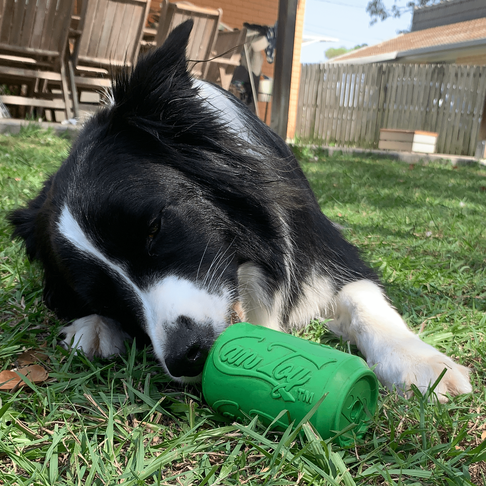 Can Toy-Dog Toy-Rover Pet Products