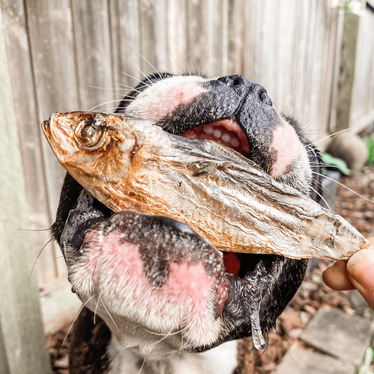 Catch Of The Day - Small Oily Fish-Dog Treat-Rover Pet Products