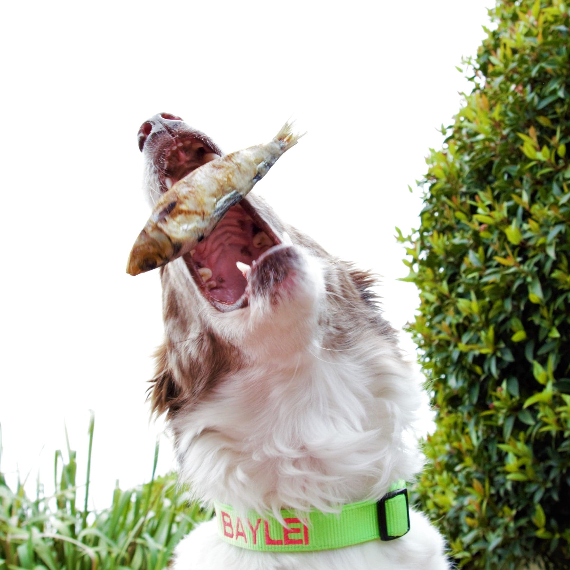 Catch Of The Day - Small Oily Fish-Dog Treat-Rover Pet Products