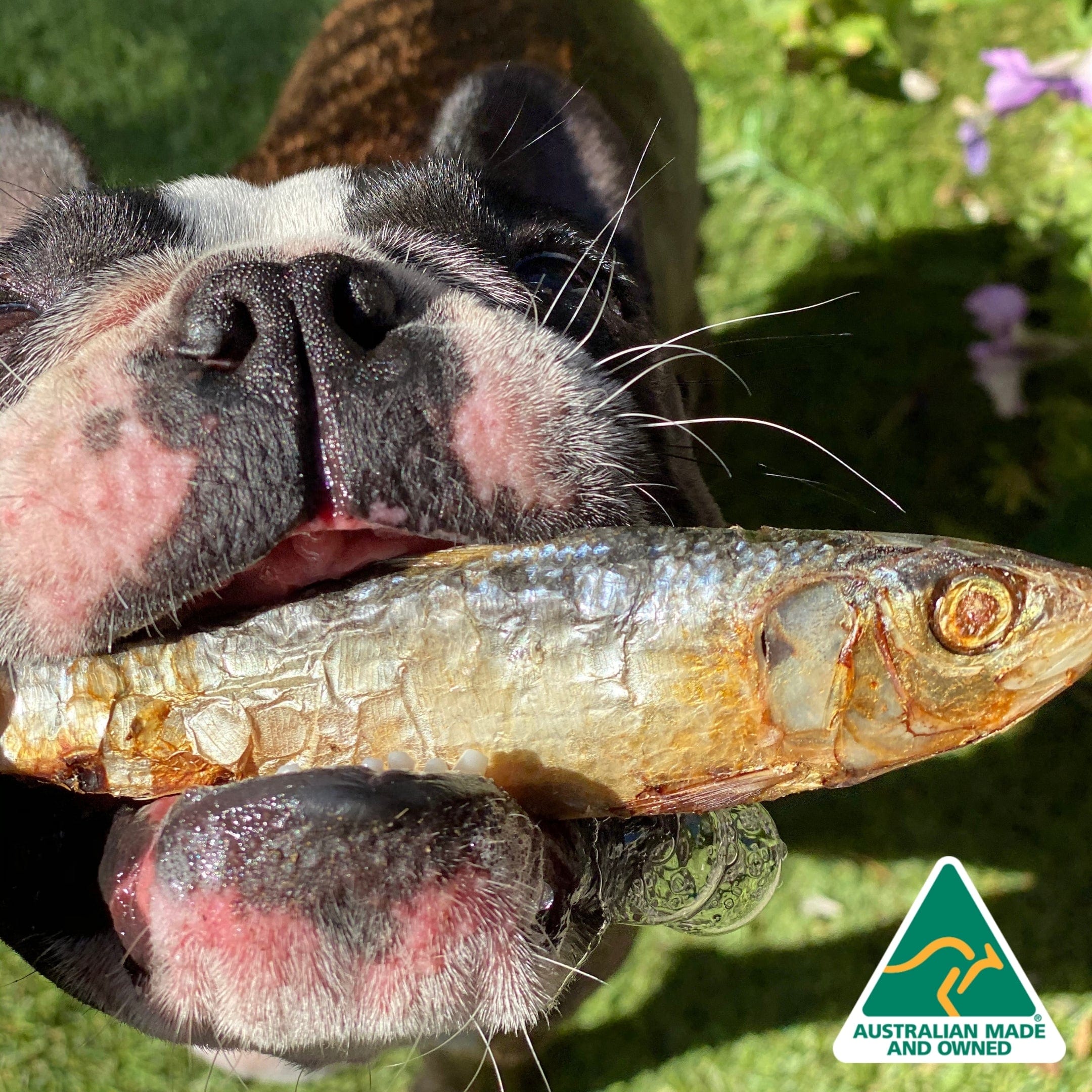 Catch Of The Day - Small Oily Fish-Dog Treat-Rover Pet Products