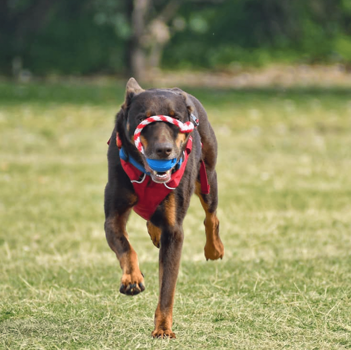 Cherry Bomb-Dog Toy-Rover Pet Products